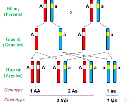Tập_tin:DT_NST1_(Chromosomal_Genetic).png