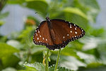 Vorschaubild für Danaus gilippus