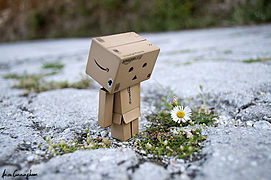 Danbo likes flowers.jpg