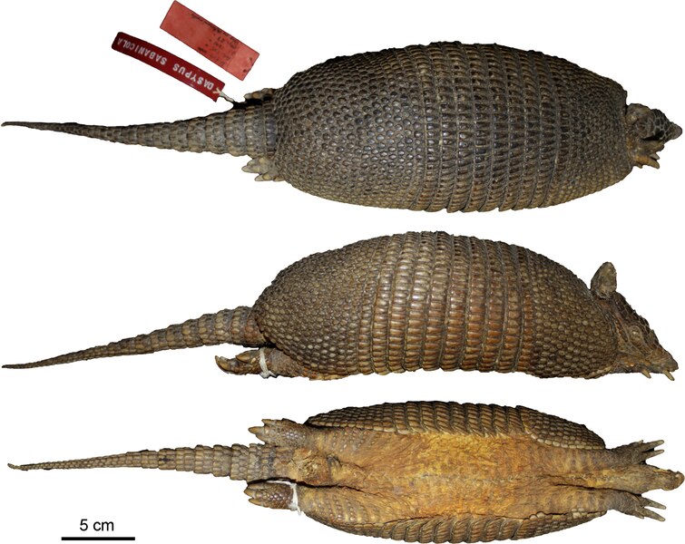 File:Dasypus sabanicola - Feijo et al 2018 holotype.tif