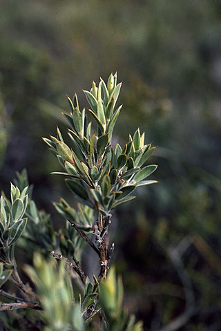 <i>Daviesia abnormis</i> Species of flowering plant