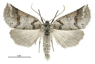 <i>Declana junctilinea</i> Species of moth endemic to New Zealand
