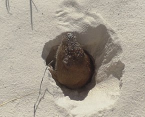 A Desert pocket gopher.jpg kép leírása.