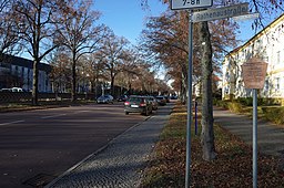 Dessau-Roßlau,Gropiusallee,Naturdenkmal Lindenallee