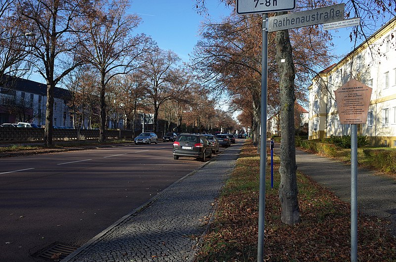 File:Dessau-Roßlau,Gropiusallee,Naturdenkmal Lindenallee.jpg