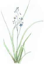 Thumbnail for Dianella ensifolia