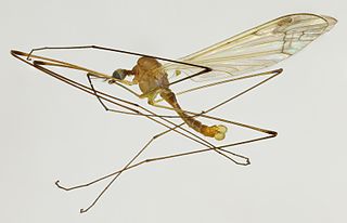 <i>Dicranomyia chorea</i> Species of fly