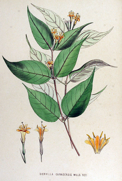 File:Diervilla canadensis — Flora Batava — Volume v15.jpg