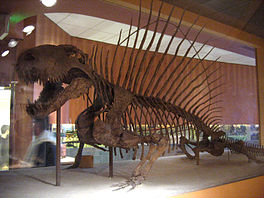 In skelet fan 'e Dimetrodon grandis, yn it Smithsonian te Washington, D.C..