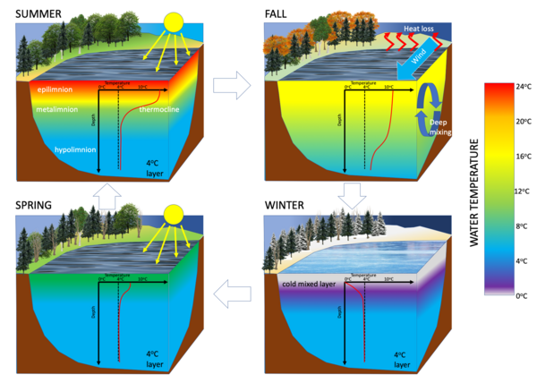 There is a seasonal cycle of thermal stratification with two periods of mixing in spring and fall. Such lakes are termed "dimictic'. During summer there is a strong thermal stratification, while there is a weaker inverse stratification in winter. (Figure modified from ) Dimictic lake.png