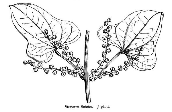 Male Dioscorea batatas (D. polystachya) in Hooker's A General System of Botany 1873
