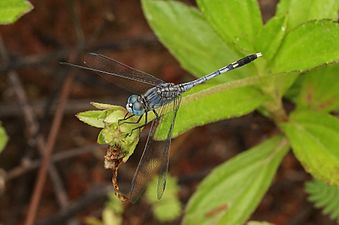 Ground Skimmer Diplacodes trivialis