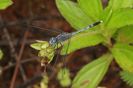Diplacodes trivialis male