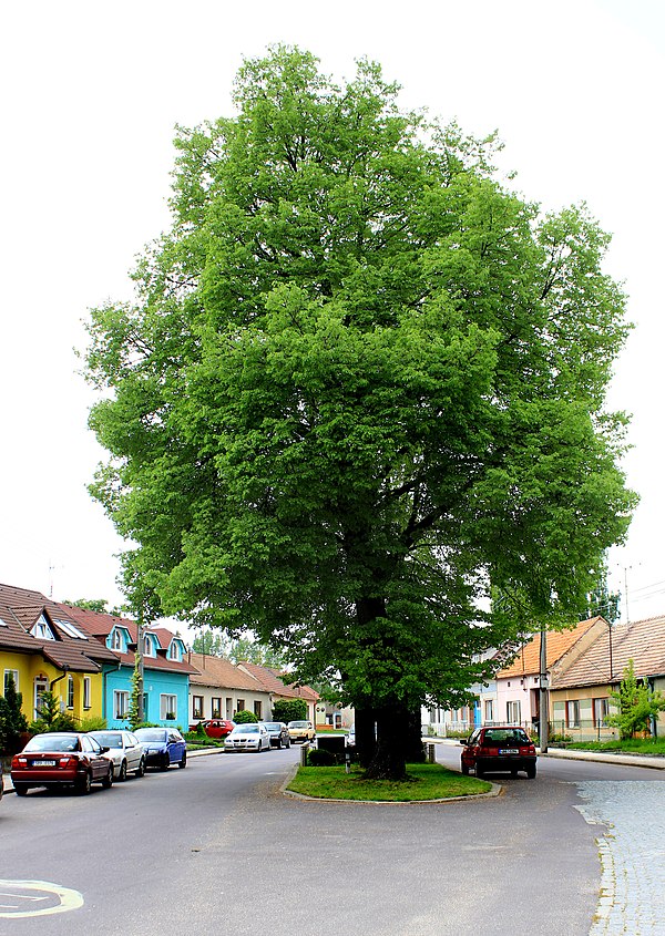 Dobřínsko