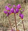 Dodecatheon pulchellum subsp. pulchellum