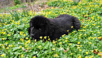 Newfoundland Dog