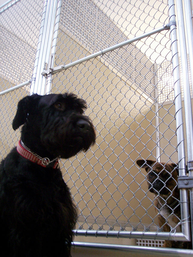 can dogs live in outdoor kennels