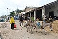 Donkey loaded with bottles of water