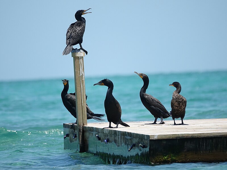 File:Double-crested Cormorants, Belize (41239425734).jpg