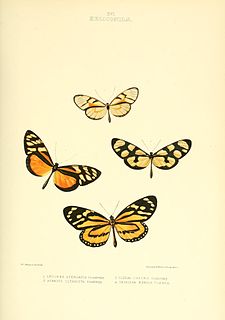 <i>Athesis clearista</i> Species of butterfly