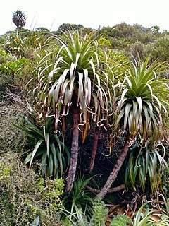 <i>Dracophyllum fiordense</i> Species of flowering plant in the heath family Ericaceae