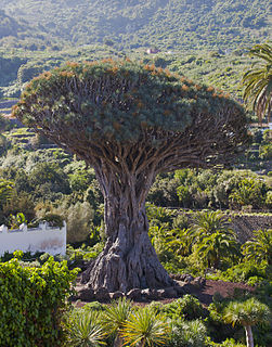 El Drago Milenario giant tree in Icod de los Vinos, Tenerife