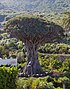 Drago milenario, Icod de los Vinos, Tenerife, Spanje, 2012-12-13, DD 01.jpg