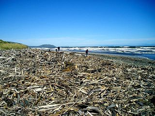 Driftwood Wood that has washed ashore