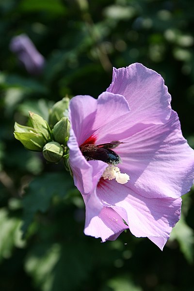 File:Drinking Bombus.JPG