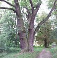 Čeština: památný strom v obci Běstvina, okres Chrudim