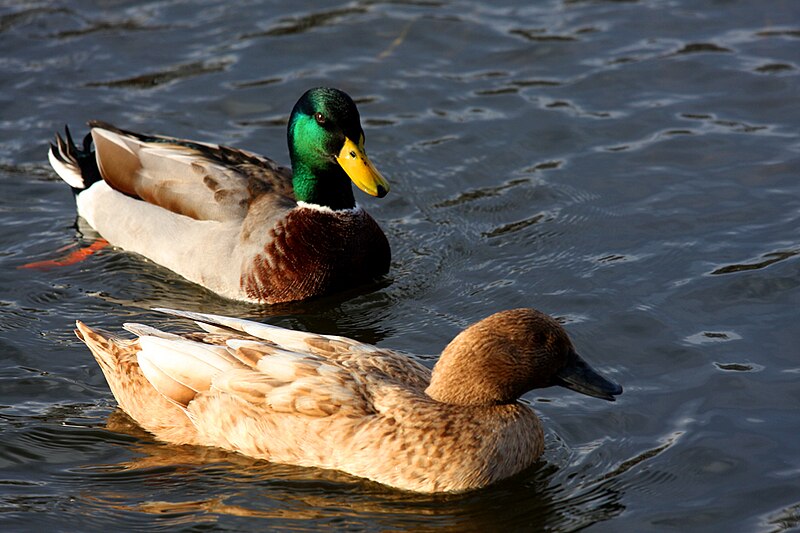 File:Ducks7904.jpg