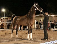 Dutch Harness stallion 01.jpg