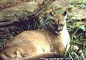 Puma concolor couguar (Eastern Cougar)