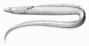 Kuvaus Echelus_pachyrhynchus1.jpg-kuvasta.