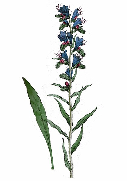 File:Echium vulgare L ag1.jpg