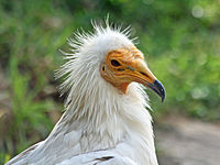 Vulture, Egyptian Neophron percnopterus