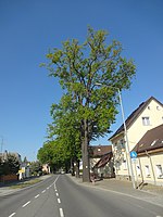 Eichenallee Hoyerswerdaer Straße in Bernsdorf