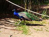 Pfau, freilaufend