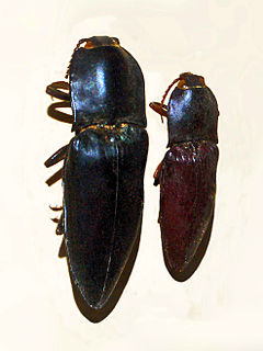 <i>Lanelater</i> Genus of beetles