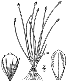 Eleocharis tenuis var tenuis BB-1913.png
