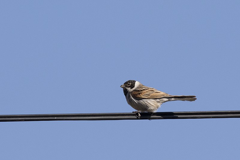 File:Emberiza schoeniclus - Common Reed Bunting, Mersin 2017-01-22 01-8.jpg