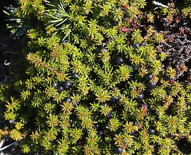 File:Empetrum nigrum subsp. asiaticum (fruits s6).jpg