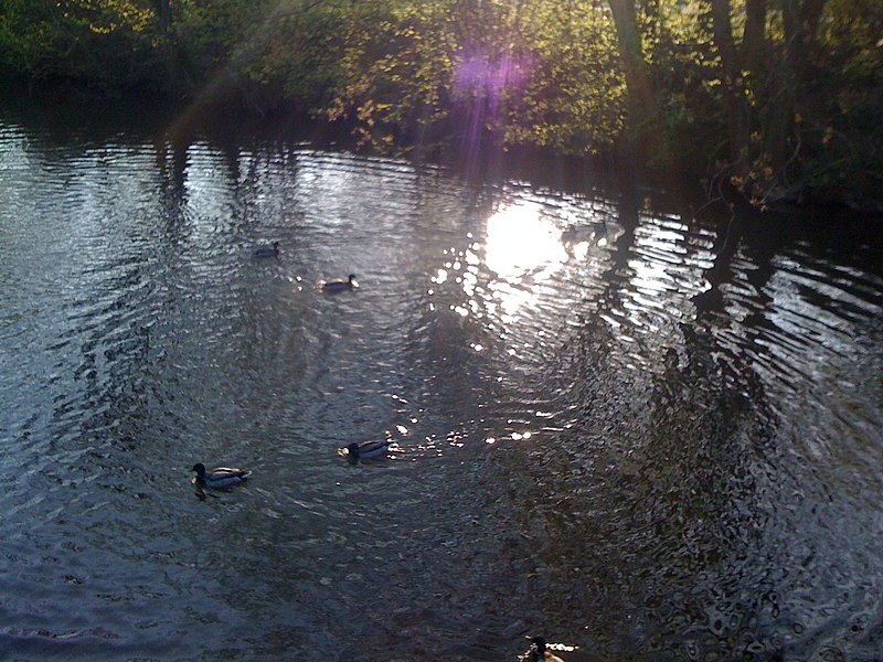 File:Ems und die Enten schwimmend in Rheda-Wiedenbrück - panoramio.jpg