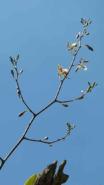 File:Encyclia oncidioides (Lindl.) Schltr. - Flickr - Alex Popovkin, Bahia, Brazil (8).jpg