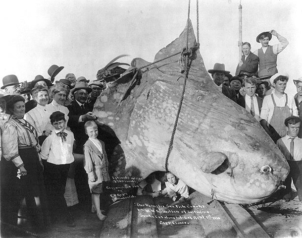 Rare Mola Sunfish 610px-Enormous_Sunfish