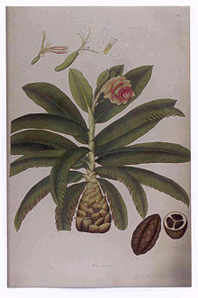 A page from William Roxburgh's Plants of the Coast of Coromandel, Vol. 3 with drawings of Ensete superbum Ensete superbum Roxburgh.jpg