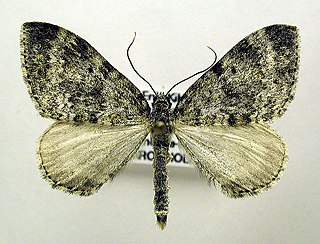 <i>Entephria flavicinctata</i> Species of moth