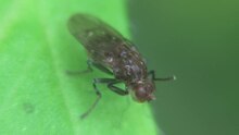 File:Ephydridae - 2014-09-22.webm