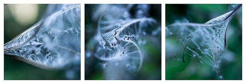 File:Epilobium hirsutum - Seed head - Triptych.jpg