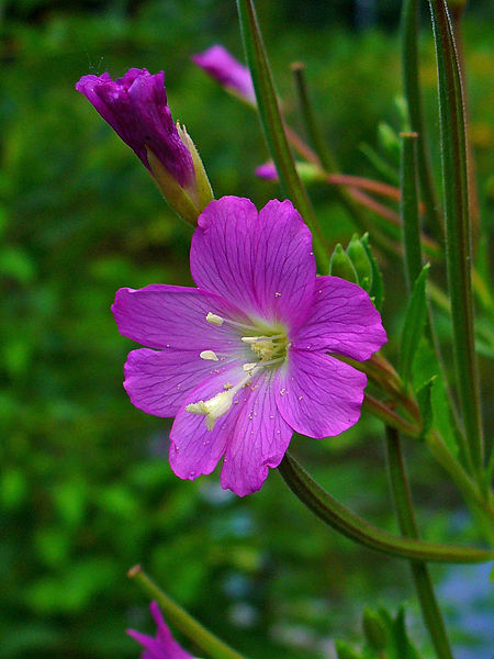 File:Epilobium montanum 003.JPG